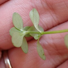 Callitriche
