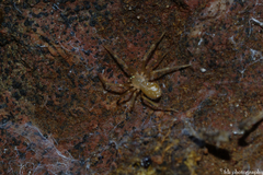 Loxosceles rufescens