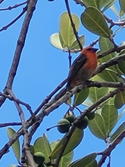 Foudia madagascariensis