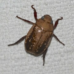 Anoplognathus concolor