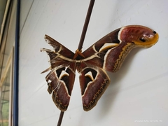 Archaeoattacus edwardsii