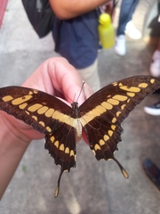 Heraclides thoas
