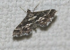 Diasemiopsis ramburialis