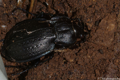 Carabus lusitanicus antiquus