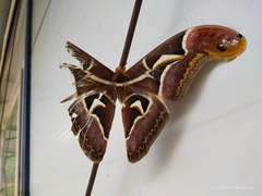 Archaeoattacus edwardsii