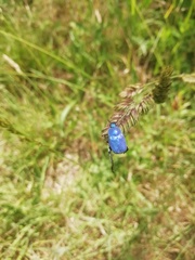 Hoplia coerulea