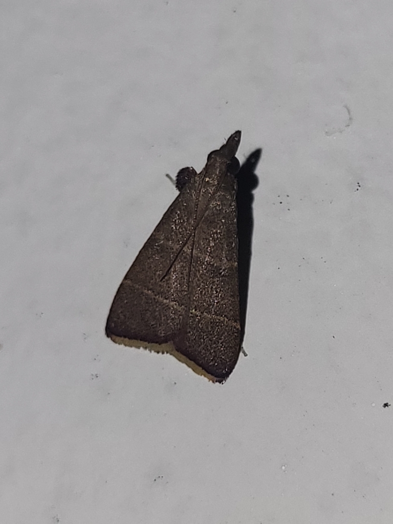 Parachma lequettealis
