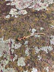 Haplophilus subterraneus