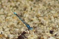Enallagma risi