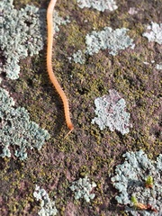 Haplophilus subterraneus