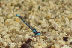 Enallagma risi