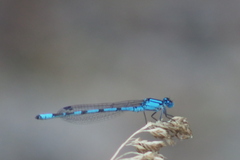 Enallagma risi