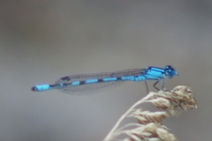 Enallagma risi