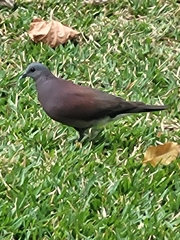 Nesoenas picturatus