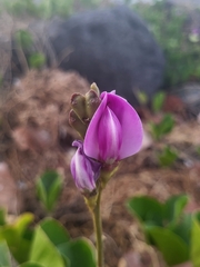 Fabaceae