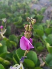 Fabaceae