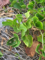 Fabaceae