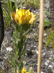 Aspalathus aspalathoides