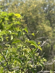 Secamone parvifolia