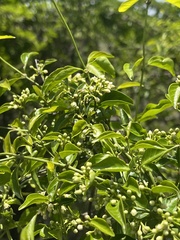 Secamone parvifolia