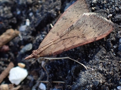 Uresiphita