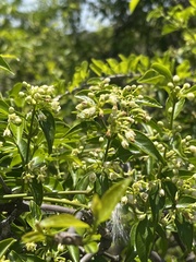 Secamone parvifolia