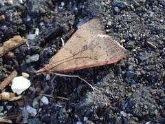 Uresiphita