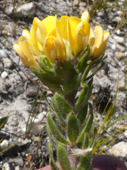 Aspalathus aspalathoides