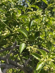 Secamone parvifolia