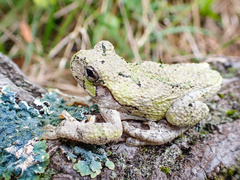 Hyla versicolor