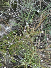 Cordylostigma virgatum