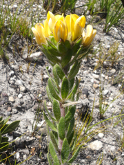 Aspalathus aspalathoides