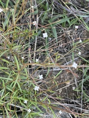 Cordylostigma virgatum