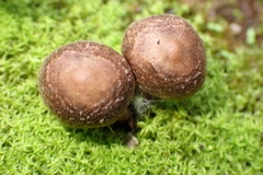Psathyrella