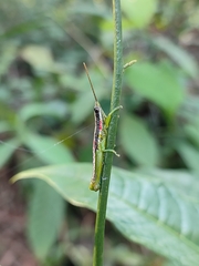 Neorthacris