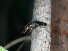 Depressa striatipennis