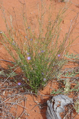 Evolvulus alsinoides