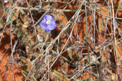 Evolvulus alsinoides