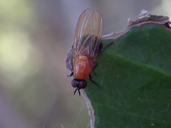 Lauxaniidae