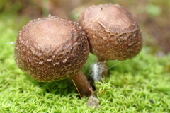 Psathyrella