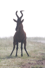 Alcelaphus buselaphus caama