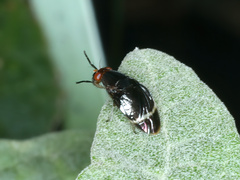 Depressa striatipennis