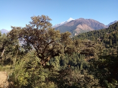 Quercus grisea