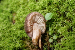 Psathyrella