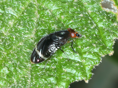 Depressa striatipennis