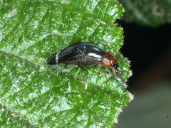 Depressa striatipennis