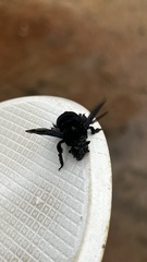Apinae