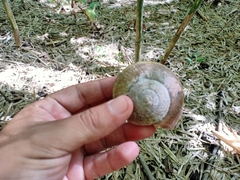 Hemiplecta distincta