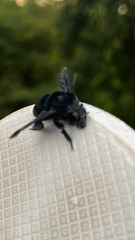 Apinae