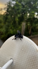 Apinae